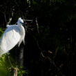 Aigrette garzette